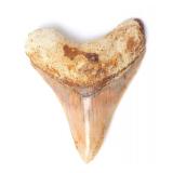 Lot 435 Luminous Megalodon Tooth