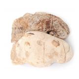 Lot 436 Raptor Dinosaur Egg Cut in Half, One Hundred Million Years Old