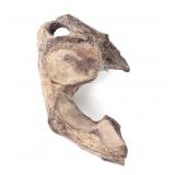Lot 437 Large Section of Cave Bear Pelvis, Over 40,000 Years Old