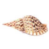 Lot 172 Sixteen Inch Long Triton Seashell