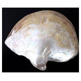 Lot 206 Lovely Half Clam Shell, Iridescent