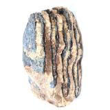 Lot 207 Large Section of Wooly Mammoth Molar