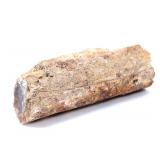 Lot 210 Ancient Fossilized Wood Branch Section