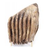 Lot 214 Wonderful Woolly Mammoth Tooth
