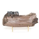 Lot 215 Fantastic Preserved Wooly Rhino Jaw with Teeth