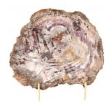 Lot 216 Lovely Petrified Wood Slab wStand