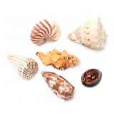 Lot 219 Wonderful Group of Six Vintage Sea Shells