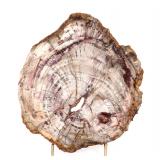 Lot 225 Gorgeous Petrified Wood Slab