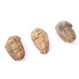 Lot 227 Group of Three Fine Ancient Trilobite Fossils