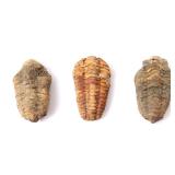 Lot 228 Trio of Ancient Trilobite Fossils