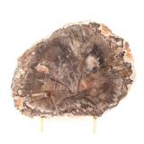 Lot 230 Dark Brown Petrified Wood Slab with Stand
