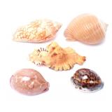 Lot 196 Lot of Five Vintage Sea Shells