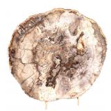 Lot 202 Wonderful Large Petrified Wood Slab wStand