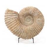 Lot 203 Massive Ancient Ammonite Fossil, 45 Lbs