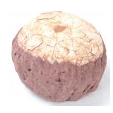 Lot 204 Wonderful Perfectly Preserved Ancient Dinosaur Egg