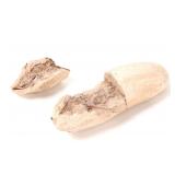 Lot 206 Ancient Preserved Dinosaur Embryo Fossil