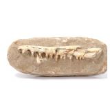 Lot 207 Wonderful Ancient Fossilized Dinosaur Jaw & Teeth