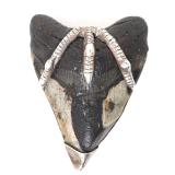 Lot 212 Native American Belt Buckle, Megalodon Tooth