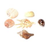 Lot 128 Group of Six Various Sea Shells