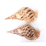 Lot 187 Two Large Triton Seashells