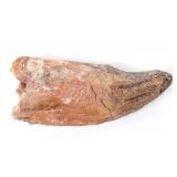 Lot 189 Massive Fossilized Dinosaur Claw