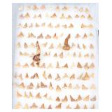 Lot 190 Fantastic Collection of Shark 110 Teeth