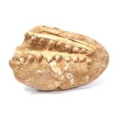 Lot 191 Ancient Fossilized Dinosaur Jaw & Teeth