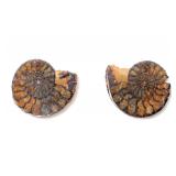 Lot 193 Beautiful Split Ancient Ammonite Fossil