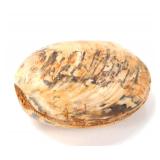 Lot 194 Beautiful Preserved Fossilized Clam