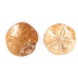 Lot 184 Wonderful Pair of Complete Fossilized Sand Dollars