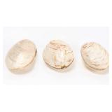 Lot 185 Wonderful Trio of Ancient Fossilized Clamshells