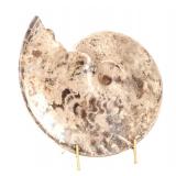 Lot 186 Incredible Large Ancient Ammonite Fossil on Stand