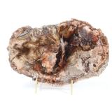 Lot 192 Wonderful Slab of Ancient Petrified Wood