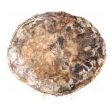 Lot 193 Gorgeous Large Slab of Ancient Petrified Wood wStand