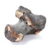 Lot 199 Fossilized Ancient Dinosaur Bone