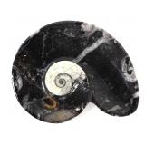 Lot 202 Fossilized Ammonite & Orthoceras Fossil Dish