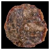 Lot 218 Petrified Wood w Red Grout Mosaic Slab
