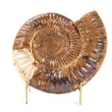 Lot 223 Incredible Fossilized Arietites Ammonite with Stand