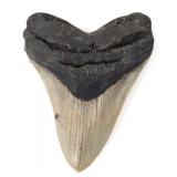 Lot 225 Very Nice Megalodon Shark Tooth - 5 L