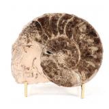 Lot 227 Fine Ancient Ammonite Fossil in Matrix with Stand