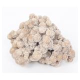 Lot 138 Fine Section of Coral
