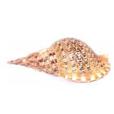 Lot 139 Triton Sea Shell, Charonia Tritonis, Thirteen Inches Long