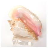 Lot 140 Mounted Conch Shell on Stand