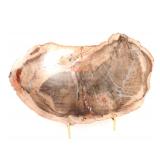 Lot 149 Ancient Petrified Wood Slab wStand
