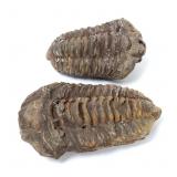 Lot 254 Pair of Ancient Fossilized Trilobites