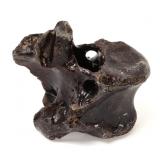 Lot 258 Wonderful Ancient Dinosaur Bone Section