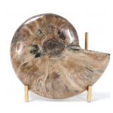 Lot 259 Gorgeous Ancient Ammonite Specimen wStand