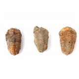 Lot 267 Wonderful Trio of Ancient Trilobites