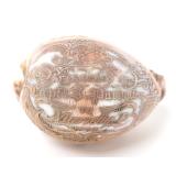 Lot 312 Etched Sea Shell, Dedicated to Marietta D.