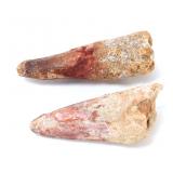 Lot 313 Two Wonderful Fossilized Ancient Dinosaur Teeth